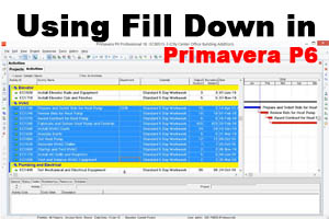 Using Fill Down in Primavera P6 – video